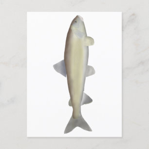 Gebirgsfisch Postkarte