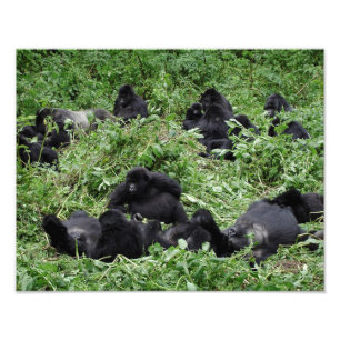 Gebirgsgorilla-Gruppen-Fotodruck Fotodruck