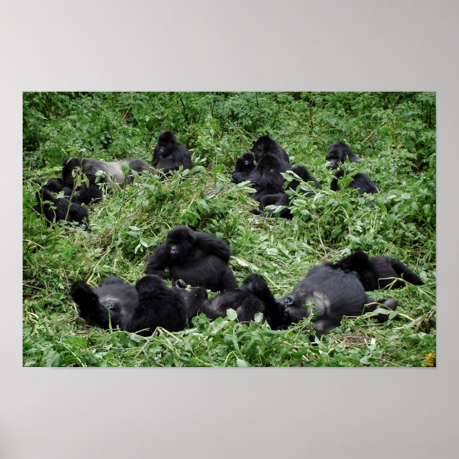 Gebirgsgorilla-Poster Poster (Vorne)