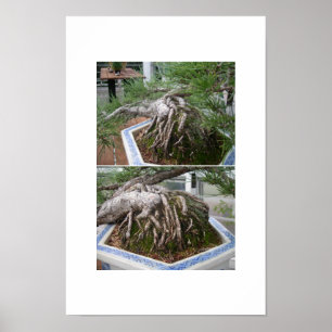 gebogene Bonsai Poster