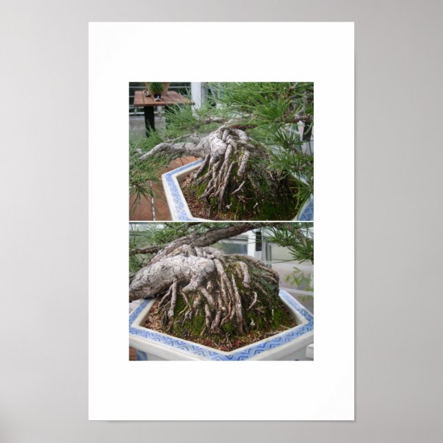 gebogene Bonsai Poster (Vorne)