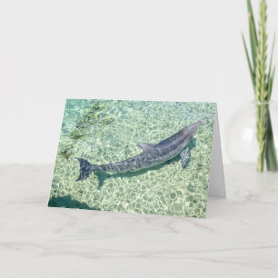 Gebogenes Delphin-Underwater schlichtes besonders Dankeskarte