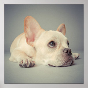 Gebohrte französische Bulldogge Poster