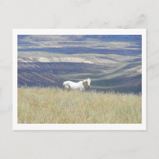 Geboren Free Mustang Horse Postkarte (Vorderseite)