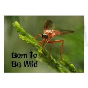 Geboren, wild zu sein