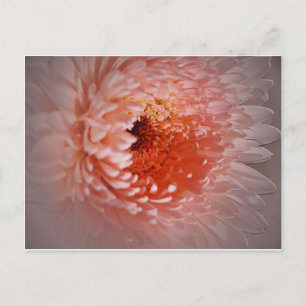 Geboren zum Erfolg Postkarte