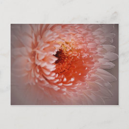 Geboren zum Erfolg Postkarte