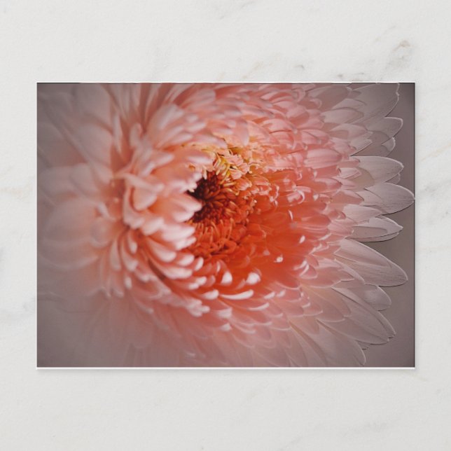 Geboren zum Erfolg Postkarte (Vorderseite)