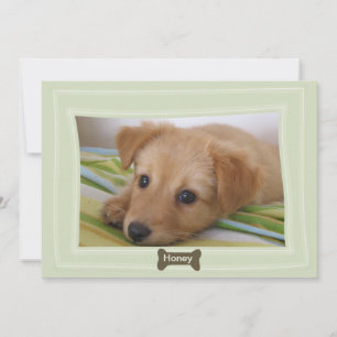 Gebt einem Hund ein Foto Haustier Ankündigung