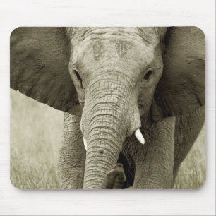 Gebühr des afrikanischen Elefanten, Tiersafari Mousepad