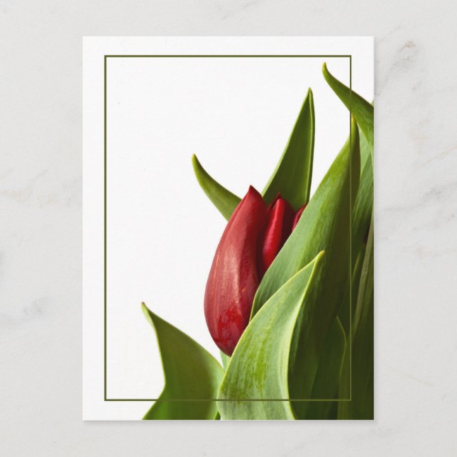 Geburt eines Frühlings Roter Tulip Postkarte (Vorderseite)