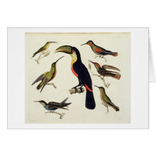 Gebürtige Vögel, einschließlich das Toucan