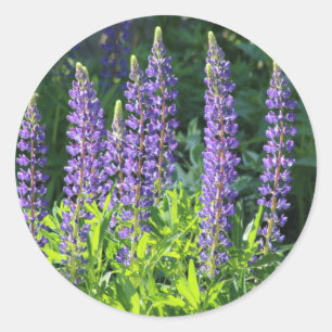 Gebürtiger Minnesota lila Lupine Runder Aufkleber