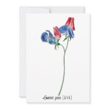 Geburtsdatum Blume Süßer Erbsen (April)