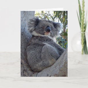 Geburtskarte Koala in einem Baum Karte