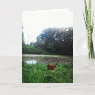 Geburtskarte "Lake Alimagnet Deer" Karte