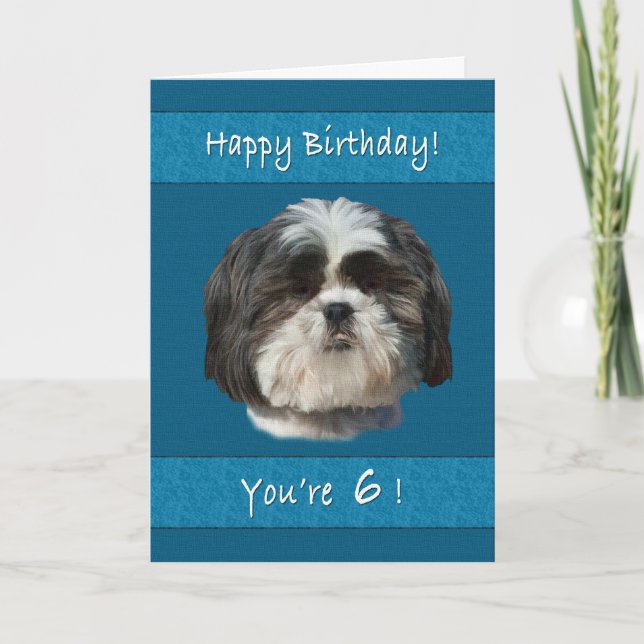 Geburtstag, 6., Shih Tzu Dog Karte (Vorderseite)
