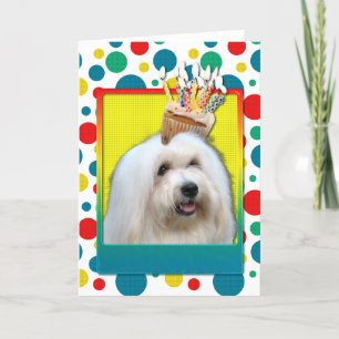 Geburtstag Cupcake - Coton de Tulear Karte