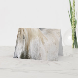 Geburtstag eines weißen Pferdes Karte