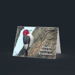 Geburtstag für Grandson, Rotkopfspecht Karte<br><div class="desc">Die Geburtstagskarte (BIRDday) für einen Enkel. Auf dem Cover ist ein roter Specker zu sehen. Art,  Bild und Vers Copyright © Shoaff Ballanger Studios.</div>