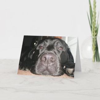 Geburtstag Labrador Karte
