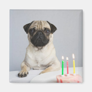 Geburtstag Mops Magnet
