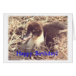 Geburtstag Muscovy Duckling