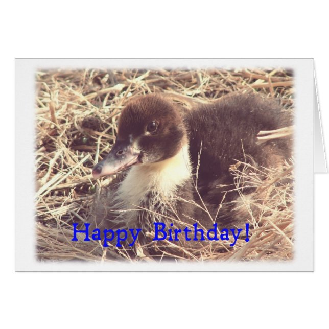 Geburtstag Muscovy Duckling (Vorderseite (Horizontal))
