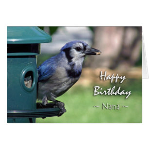 Geburtstag von Nana Blue Jay auf Vogelzuführung