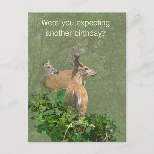 Geburtstag Whitetail Deer Buck & Doe Postkarte (Vorderseite)
