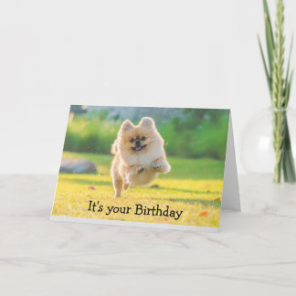 Geburtstags-Happy Fun Spitz Dog Karte