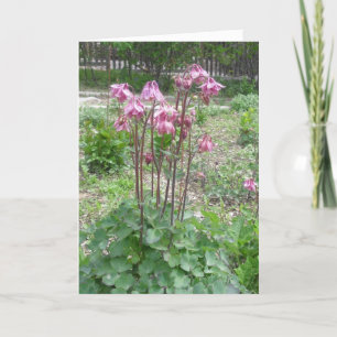 Geburtstags-Karte Colorados Columbine Karte