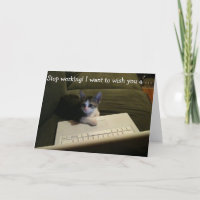 Geburtstags-Karte mit Katze: Stoppen Sie zu