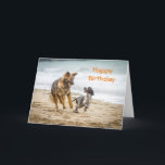 Geburtstags-Karten-Schäferhund-Hund Cockerspaniel Karte<br><div class="desc">Alles Gute zum Geburtstagkarte,  die eine Fotografie eines Schäferhund-Hundes elsässisch und des Cockerspaniel glücklich läuft entlang einen zusammen spielenden Strand kennzeichnet.  Sie sind die besten Freunde,  die Spaß mit,  haben ihrem Ball zusammen zu spielen.</div>