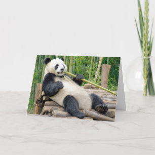 Geburtstags-Panda-Bär kaut an einem Bambusstängel Karte