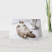 Geburtstags-Ragdoll-Katze kühlt sich an einem Vent