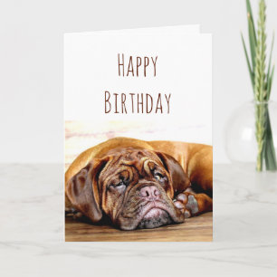 Geburtstags-Trauriger-Hund-Bleib-Positiv-Humor Karte