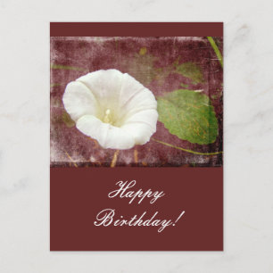 Geburtstagsbinde - Wild-Perennial-Morning-Glory Postkarte