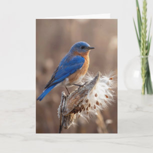 Geburtstagsblaue Vogel auf einer Seidenpflanzenkap Karte