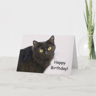 Geburtstagskarte der Black Cat durch Fokus für ein Karte