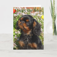 Geburtstagskarte: König Charles Spaniel/englisches