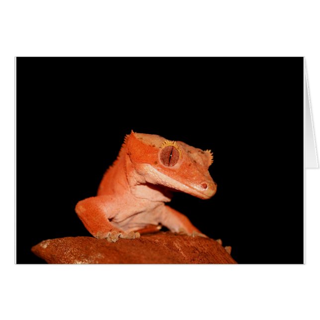 Gecko (Vorderseite (Horizontal))