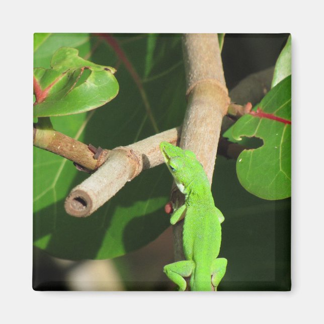 Gecko Chameleon Magnet (Vorne)