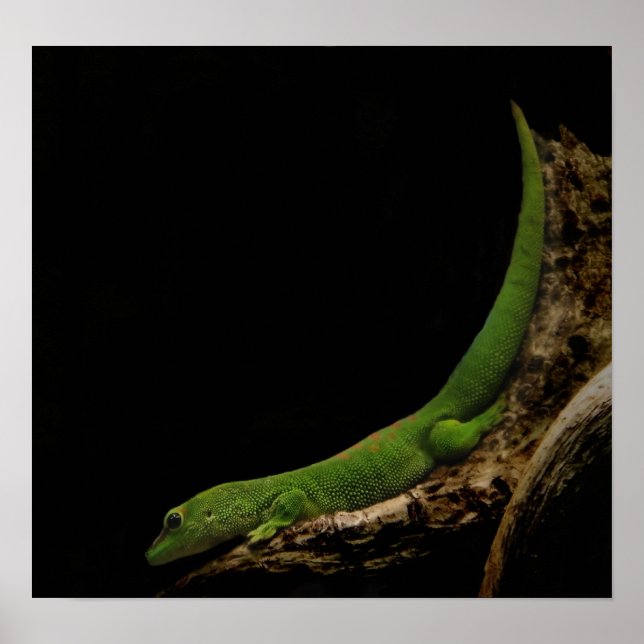 Gecko-Druck Poster (Vorne)
