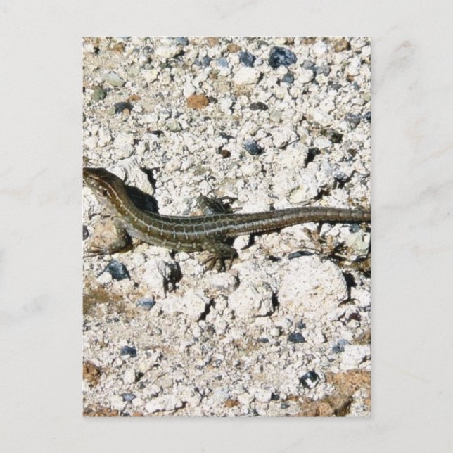 Gecko-Echse Postkarte (Vorderseite)
