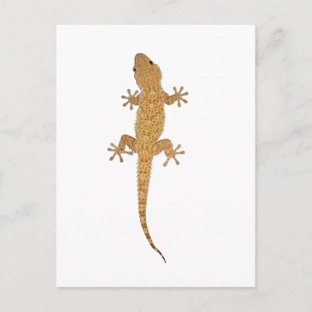 Gecko-Eidechse Postkarte (Vorderseite)
