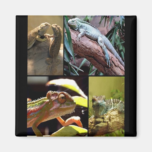 Gecko-Eidechsen und Chameleons Magnet (Vorne)