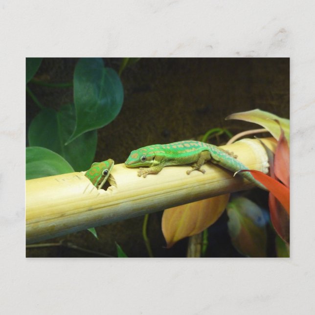 Gecko-Liebe-Postkarte Postkarte (Vorderseite)