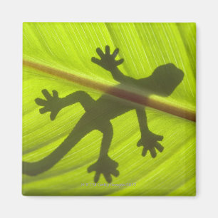 Gecko Magnet
