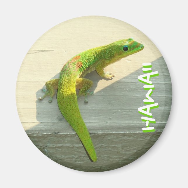 Gecko-Magnet Magnet (Vorne)